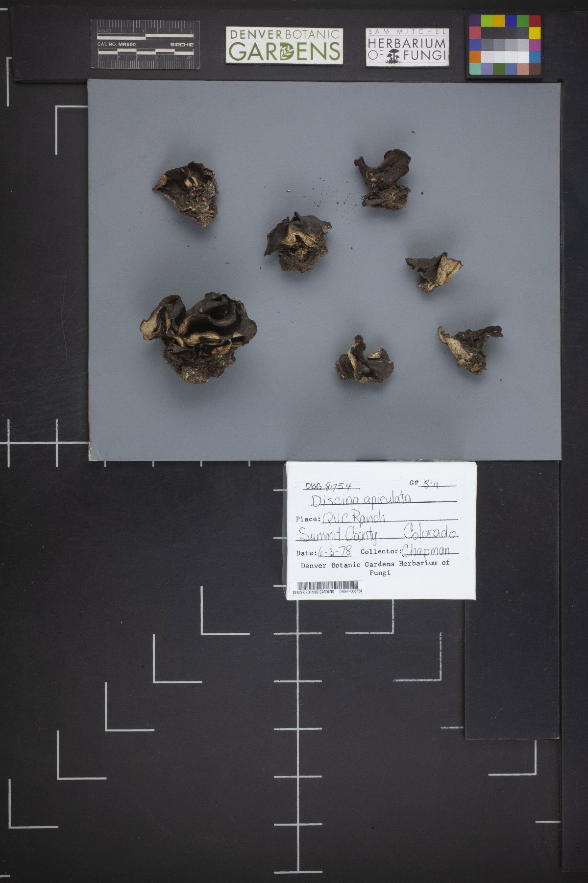 Discina apiculatula image