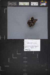 Gyromitra gigas image