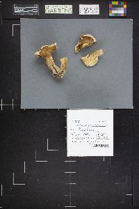 Lactarius deterrimus image