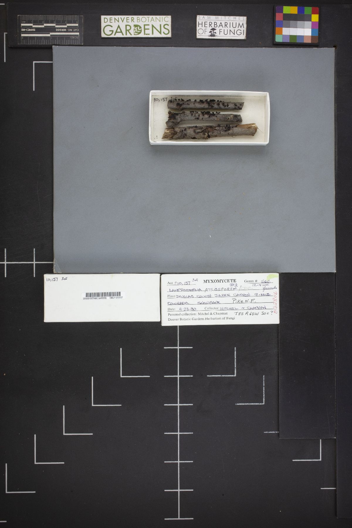 Lamproderma atrosporum image