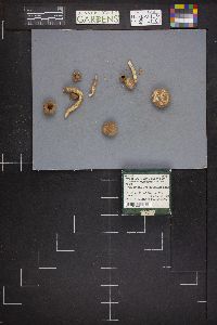 Tulostoma lysocephalum image