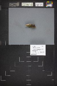 Peziza badia image