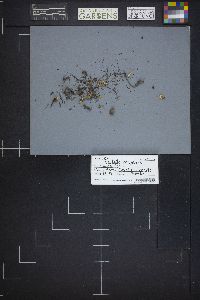 Neolecta irregularis image