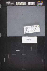 Arcyria cinerea image