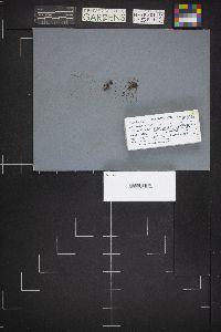 Trichia varia image