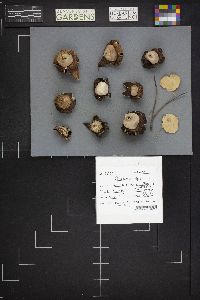 Geastrum triplex image