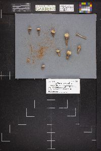 Tulostoma fimbriatum image