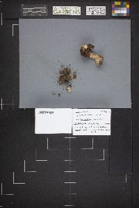 Gyromitra infula image
