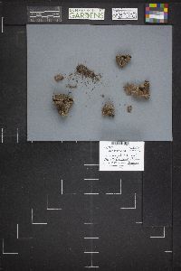 Sarcosphaera coronaria image