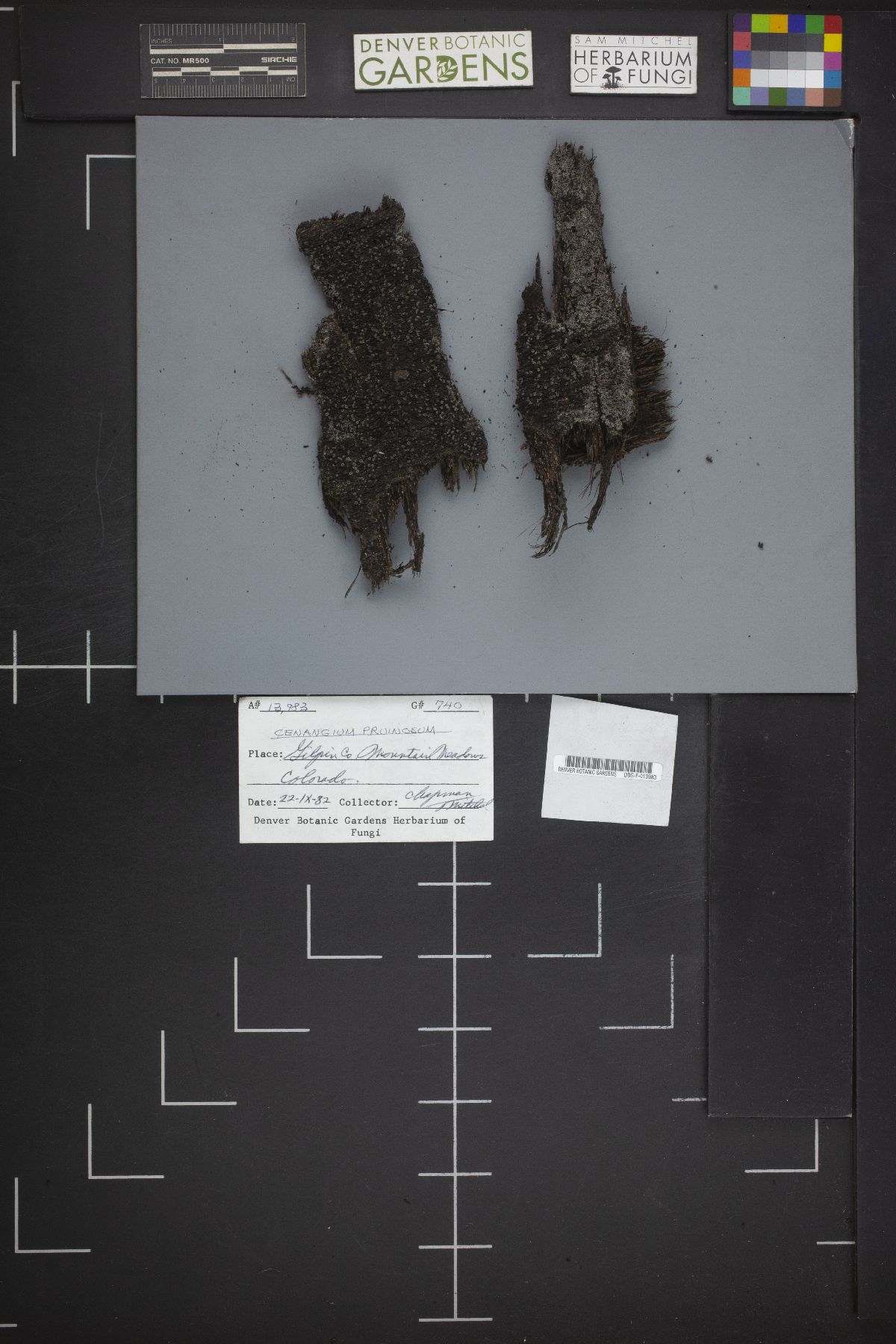 Sclerencoelia pruinosa image