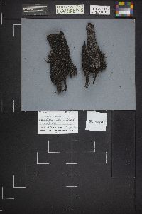 Sclerencoelia pruinosa image