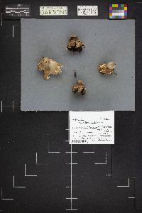 Geastrum rufescens image