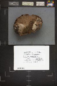 Calvatia polygonia image