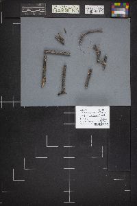 Dacrymyces stillatus image