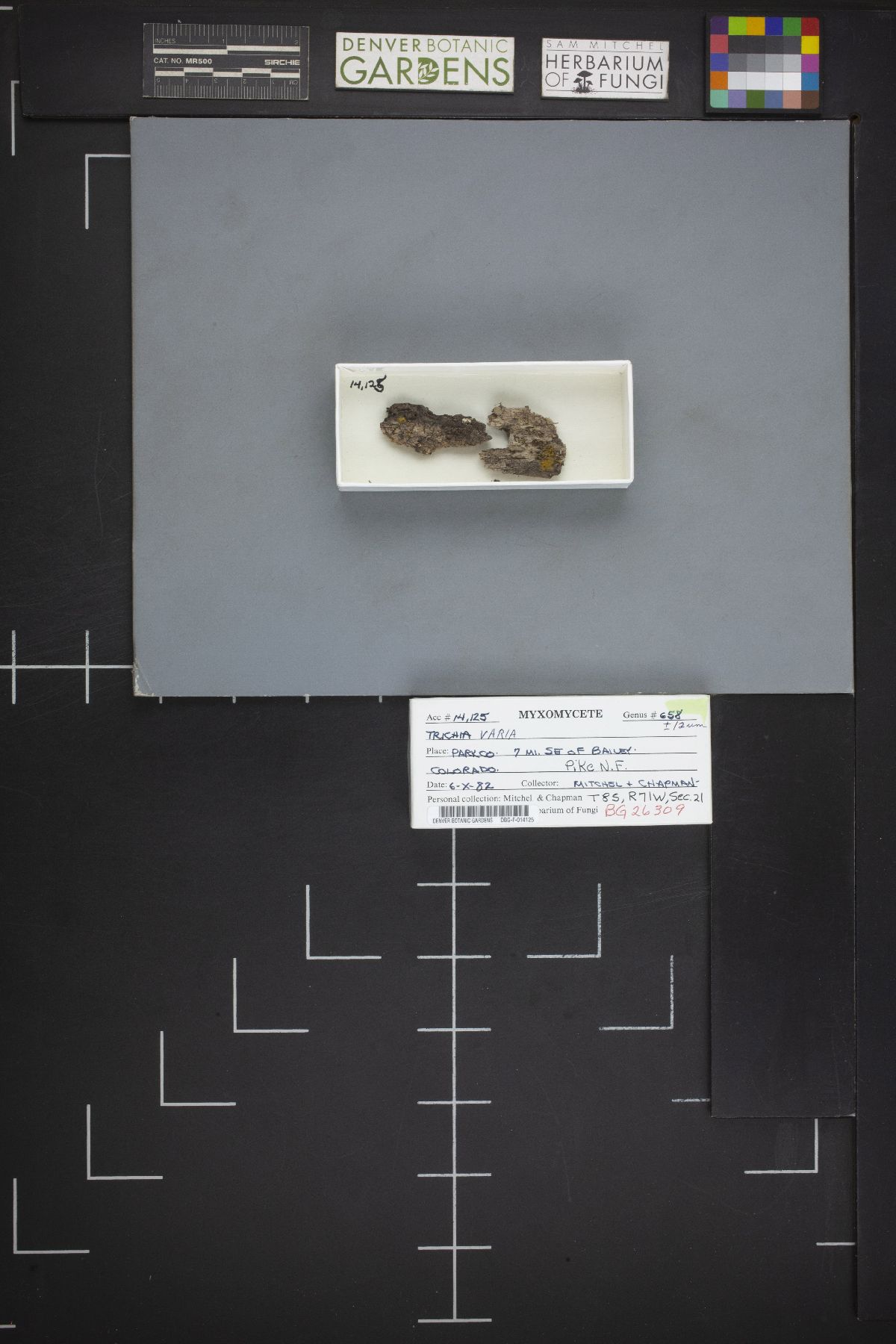 Trichia image