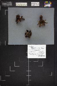 Geastrum welwitschii image