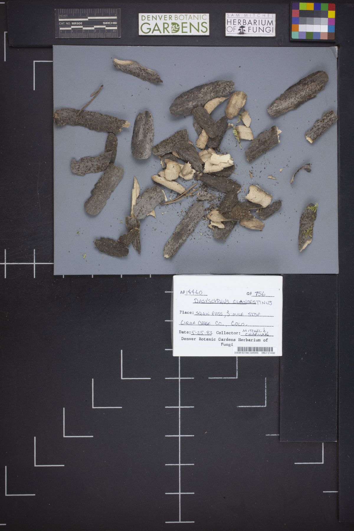Brunnipila clandestina image