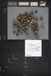 Bovista plumbea image
