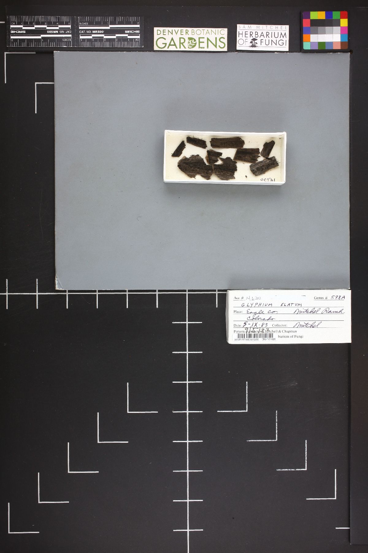 Glyphium image