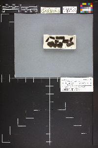 Glyphium elatum image