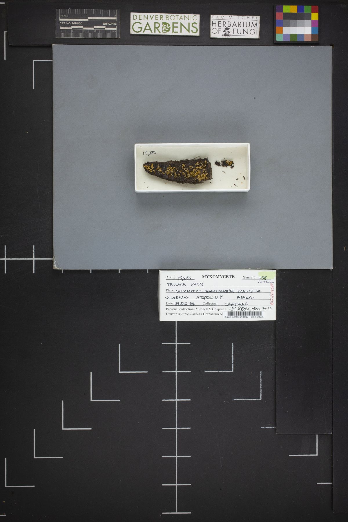 Trichia varia image