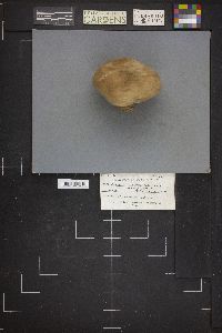 Calvatia bovista image