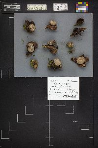 Geastrum triplex image