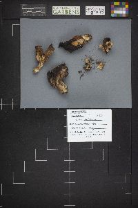 Gyromitra infula image