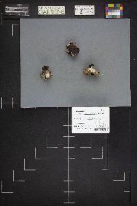 Geastrum pectinatum image