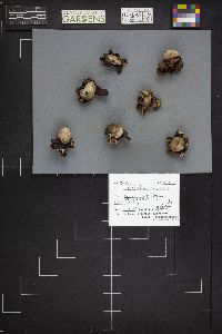 Geastrum triplex image