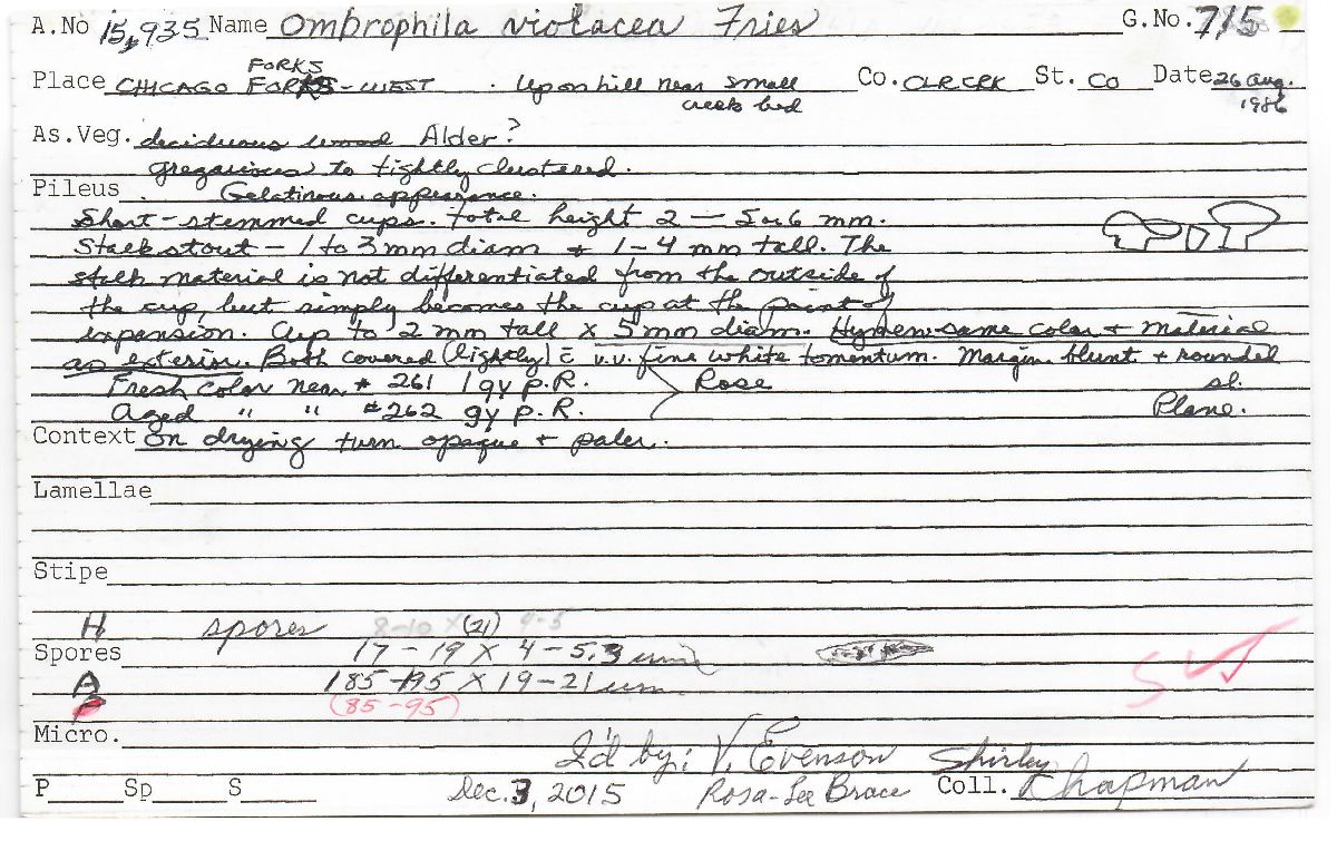 Ombrophila violacea image