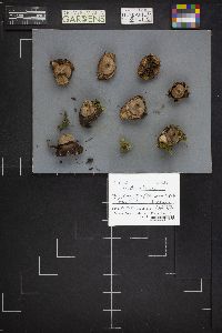 Geastrum triplex image