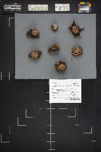 Geastrum triplex image