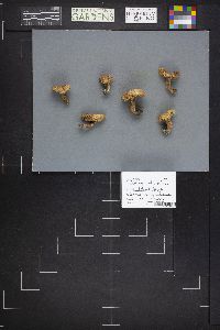 Lactarius rubrilacteus image
