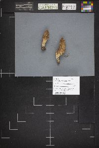 Morchella esculentoides image