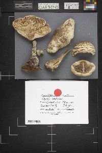 Chlorophyllum rachodes image