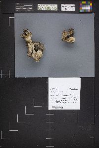 Gyromitra gigas image