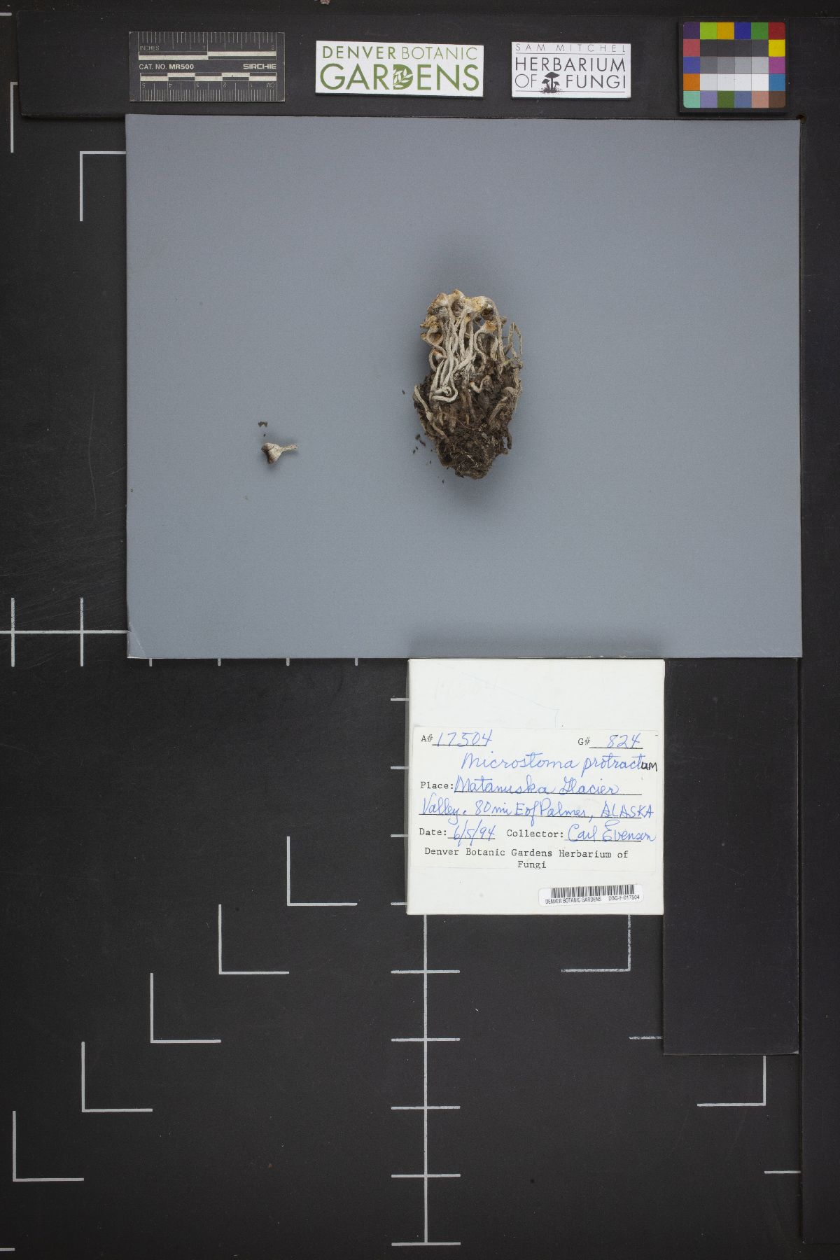 Microstoma protracta image