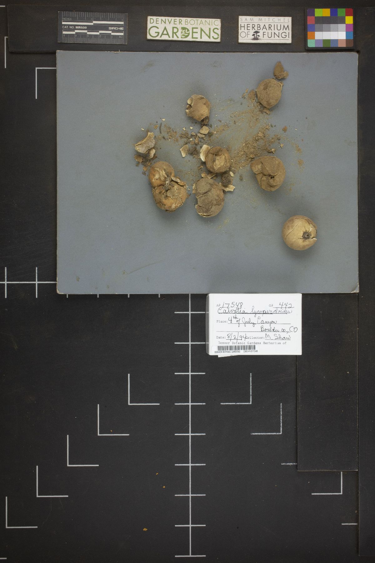 Calvatia lycoperdoides image