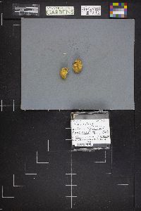 Truncocolumella citrina image