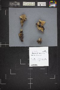 Auricularia nigricans image