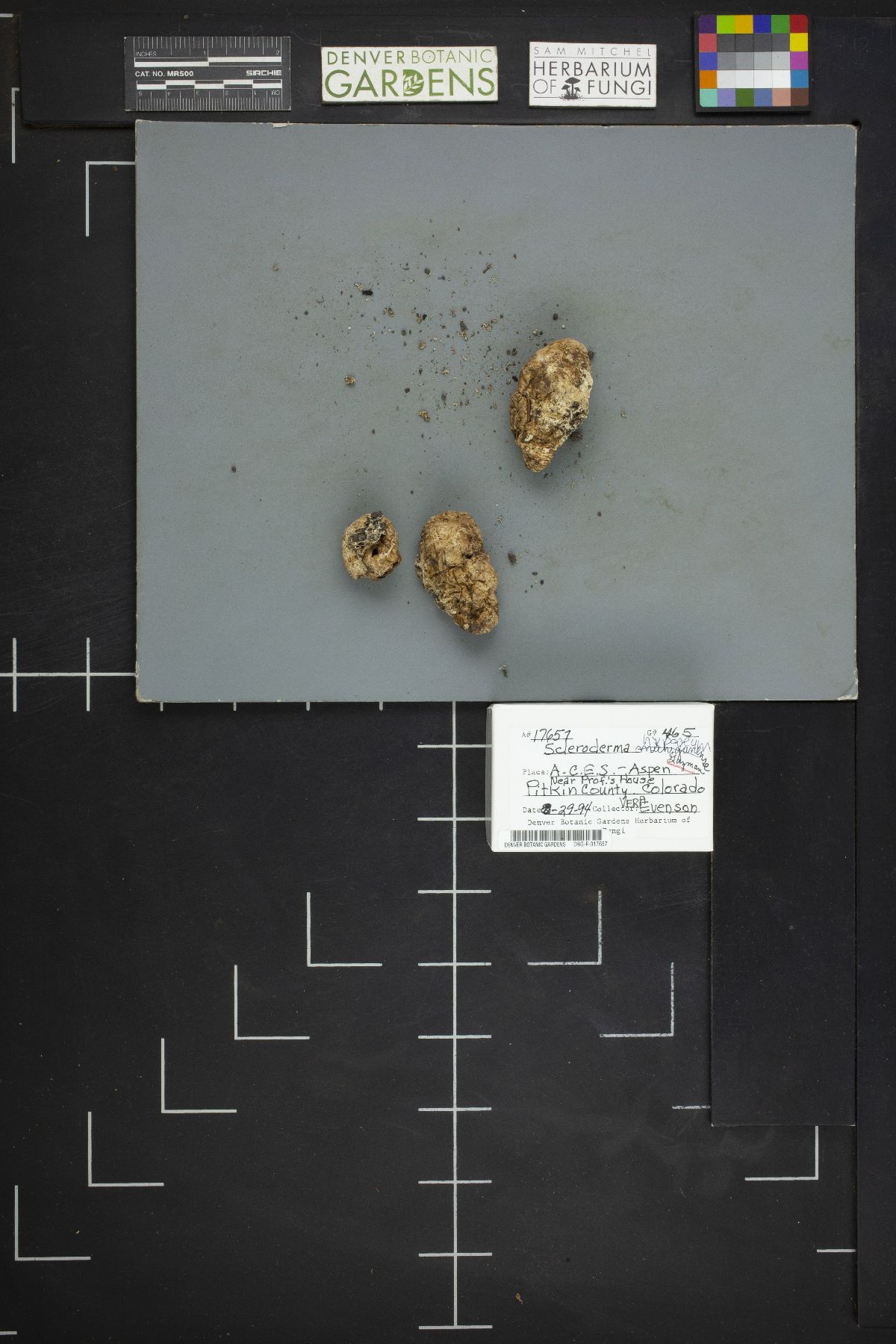 Scleroderma hypogaeum image