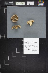 Lactarius deterrimus image