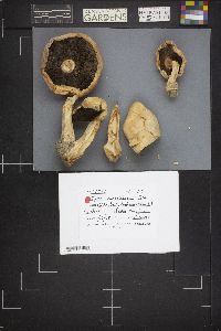 Agaricus albolutescens image