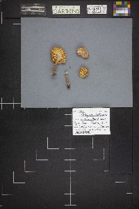 Rhodocollybia butyracea image