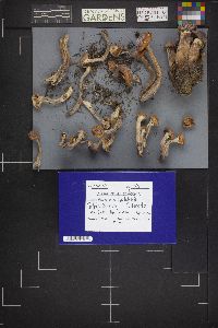 Armillaria ostoyae image