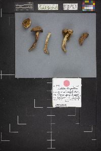Boletus chrysenteron image