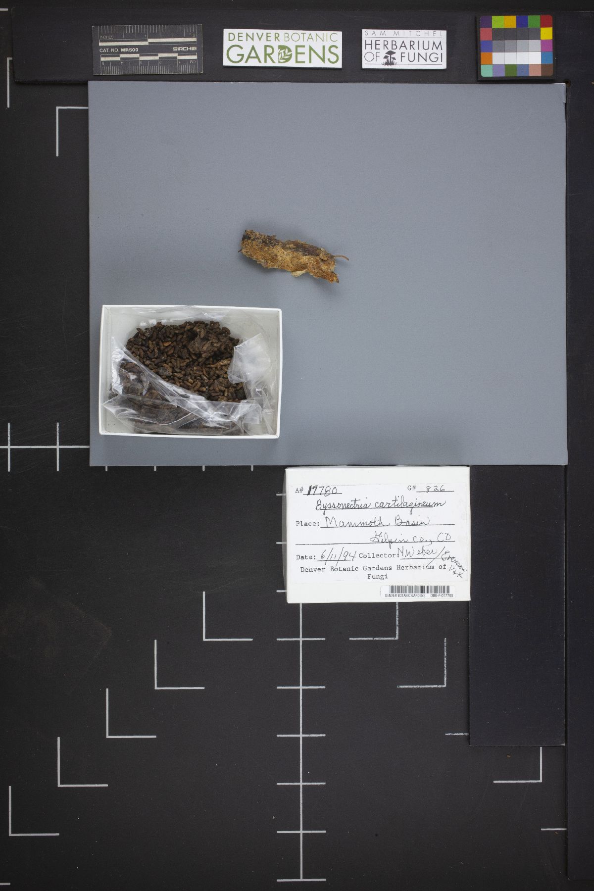 Byssonectria cartilaginea image