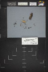 Plectania nannfeldtii image
