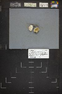 Lycoperdon subcretaceum image